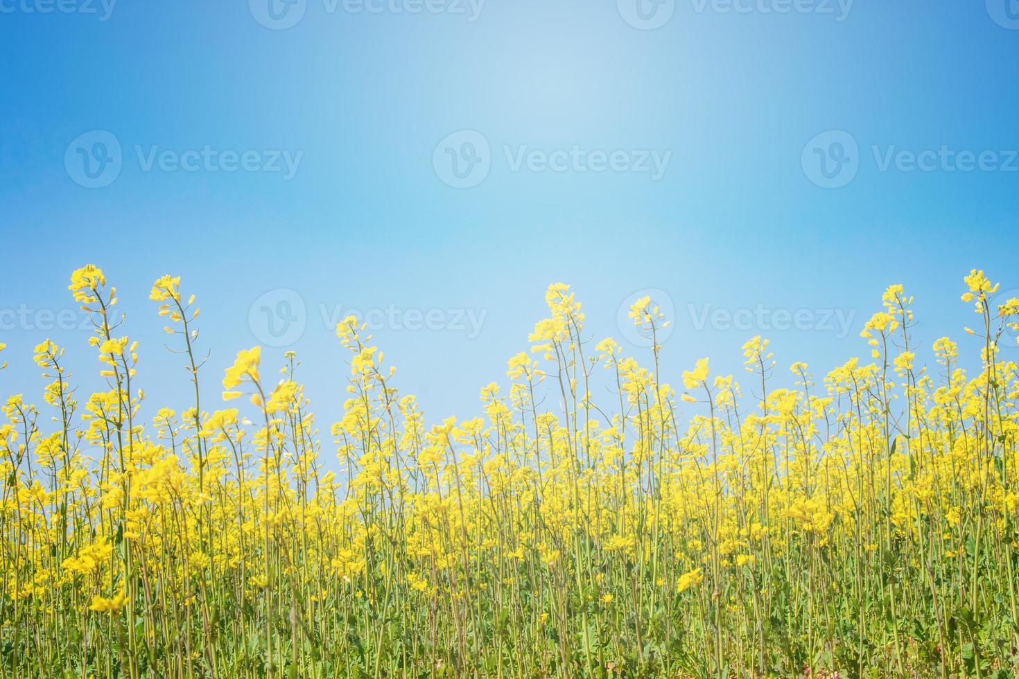 Flores en un campo de cultivo con cielo azul de fondo foto