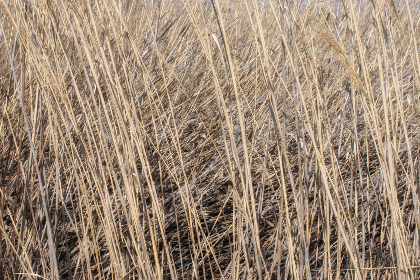 Textura de fondo de un campo sembrado con cultivos de cereales foto