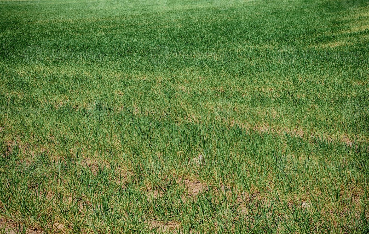 Textura de fondo de un campo de hierba en el monte foto