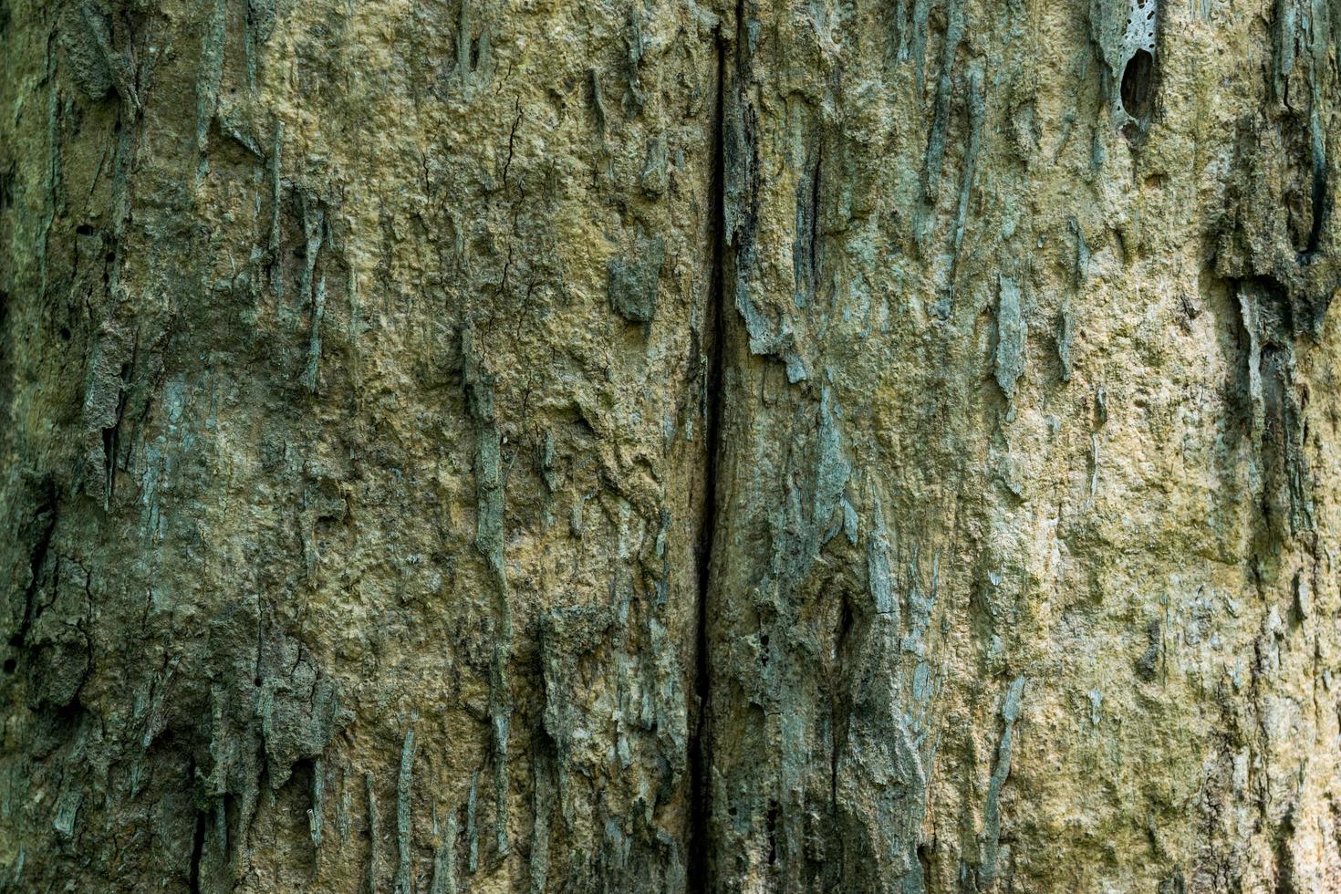 wooden textured of a tree photo