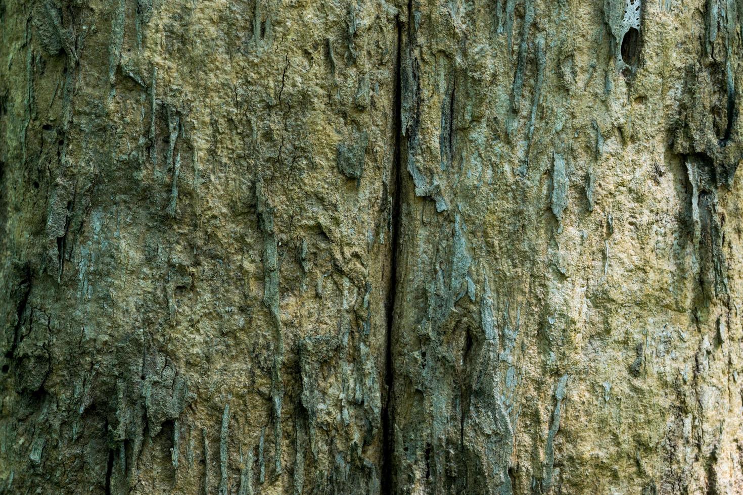 textura de madera de un árbol foto