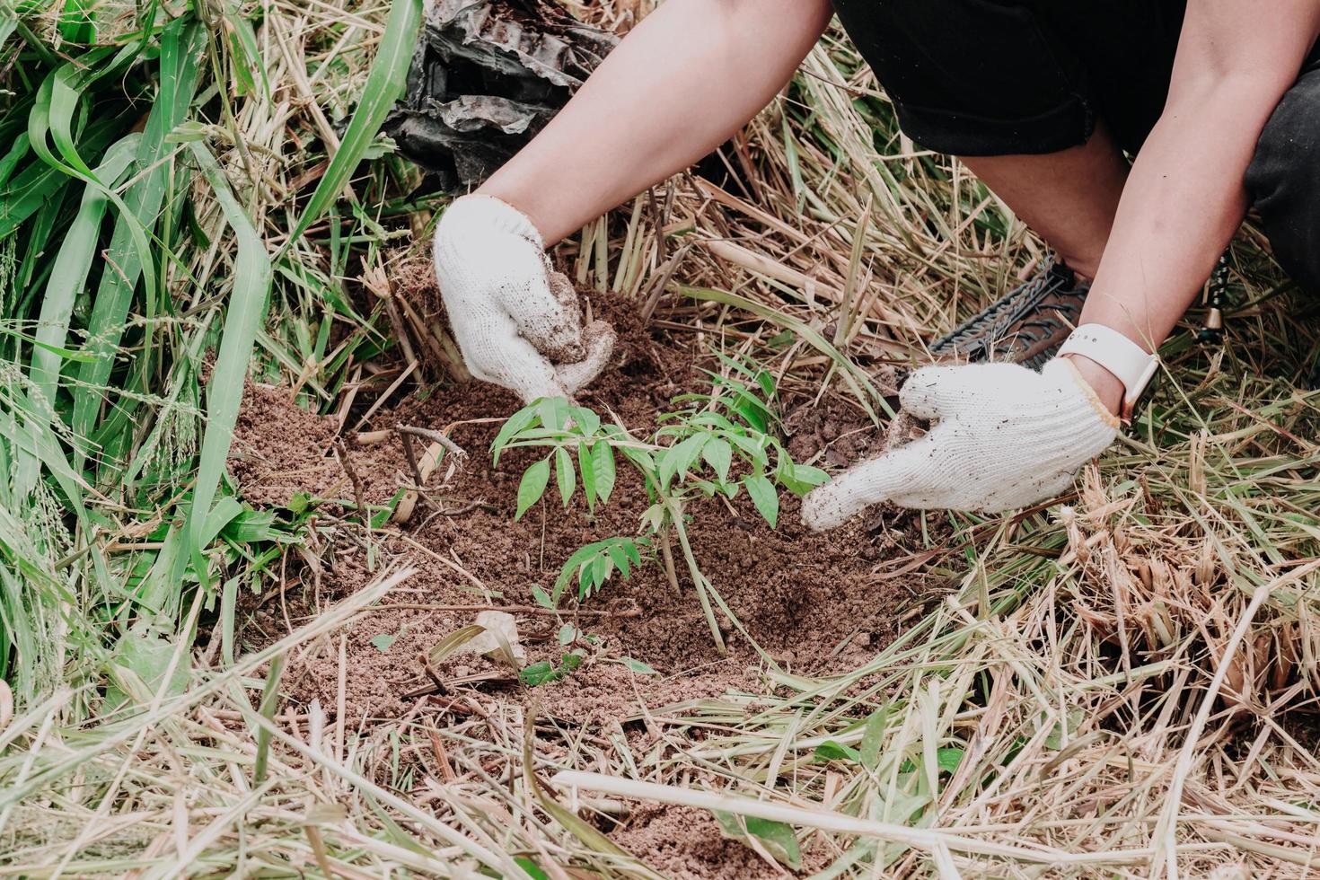 plantando árboles en el bosque foto