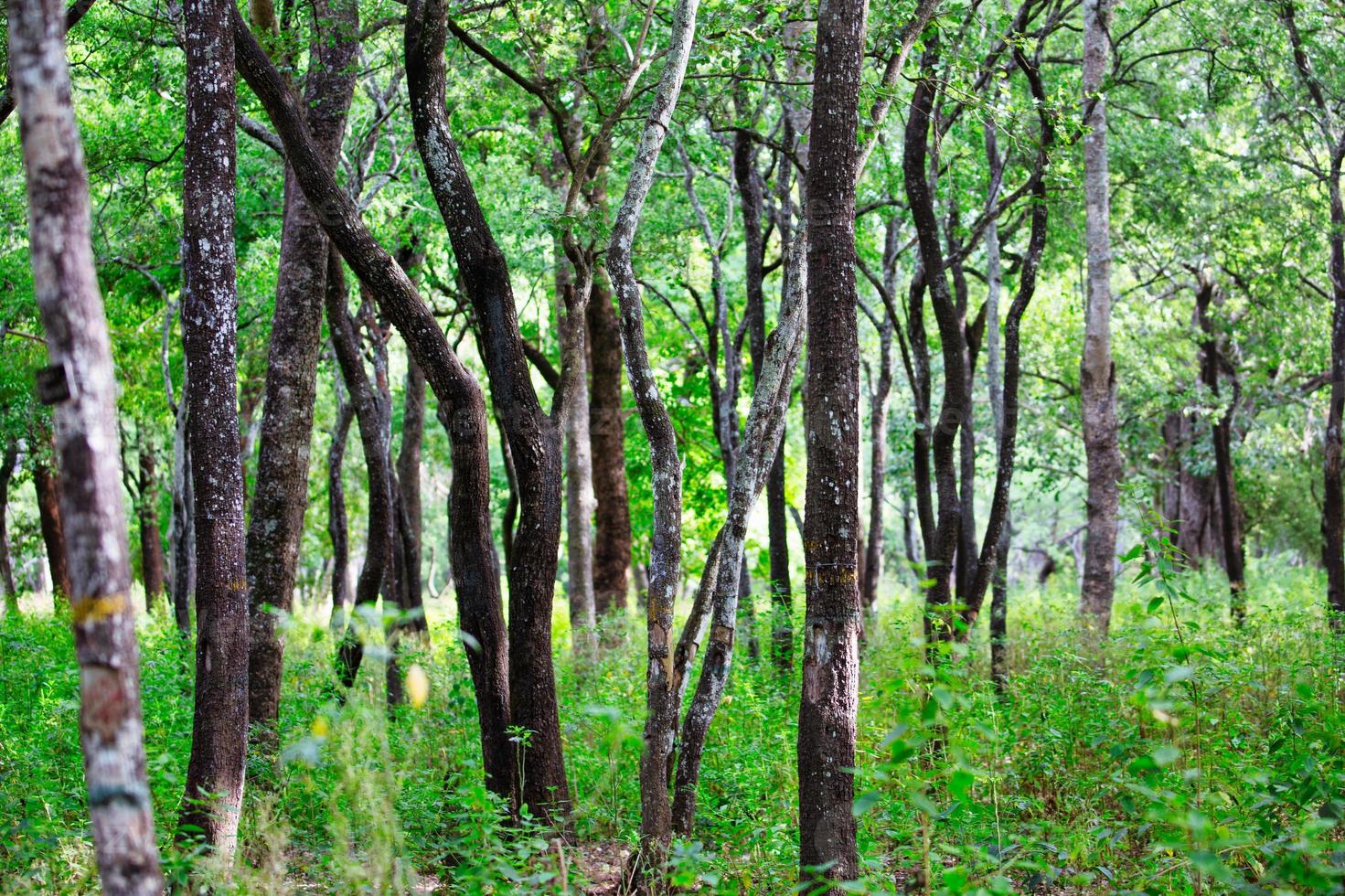 Sandalwood forest reserve in Marayoor Kerala India photo