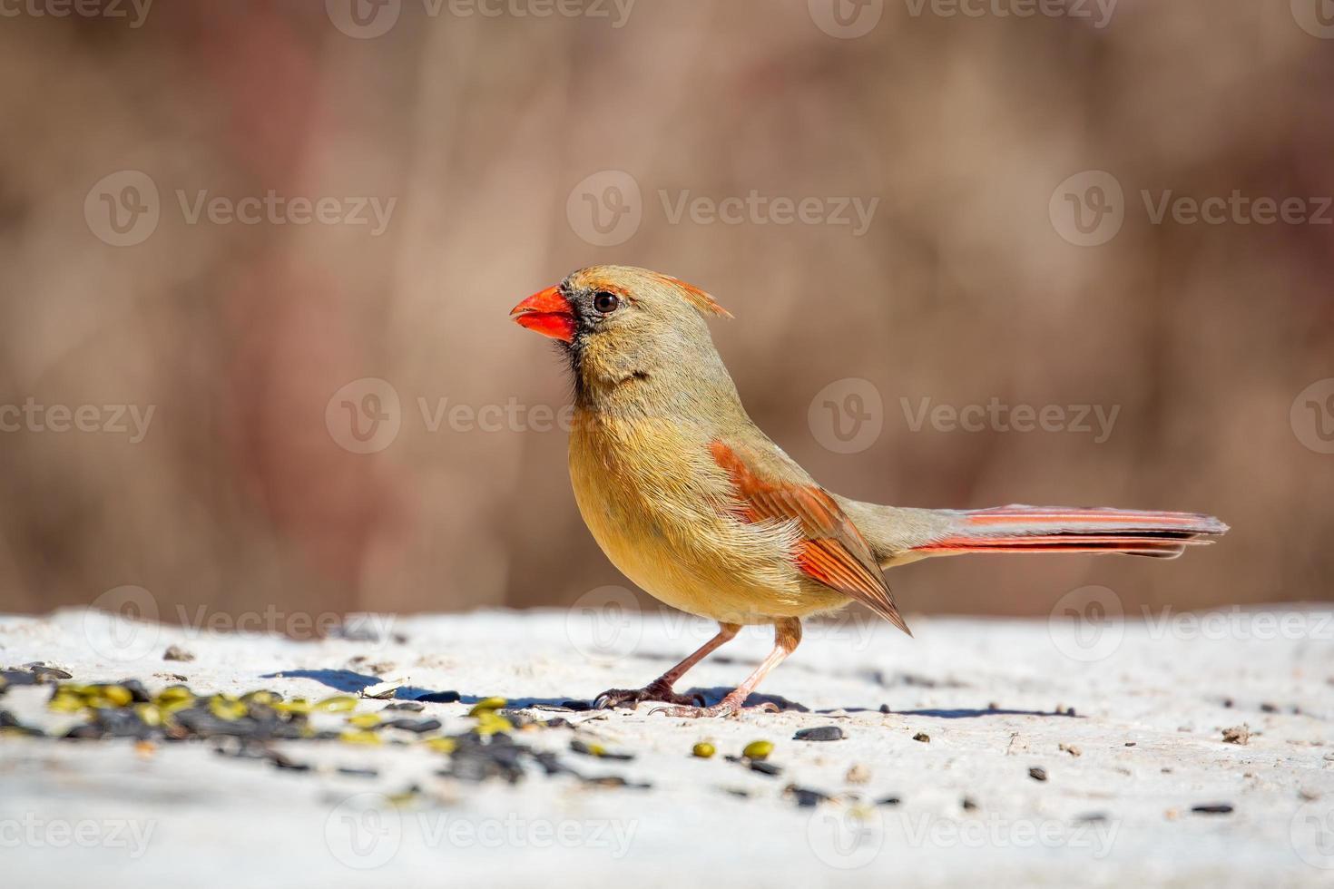 A female Northern Cardinal on a rock photo