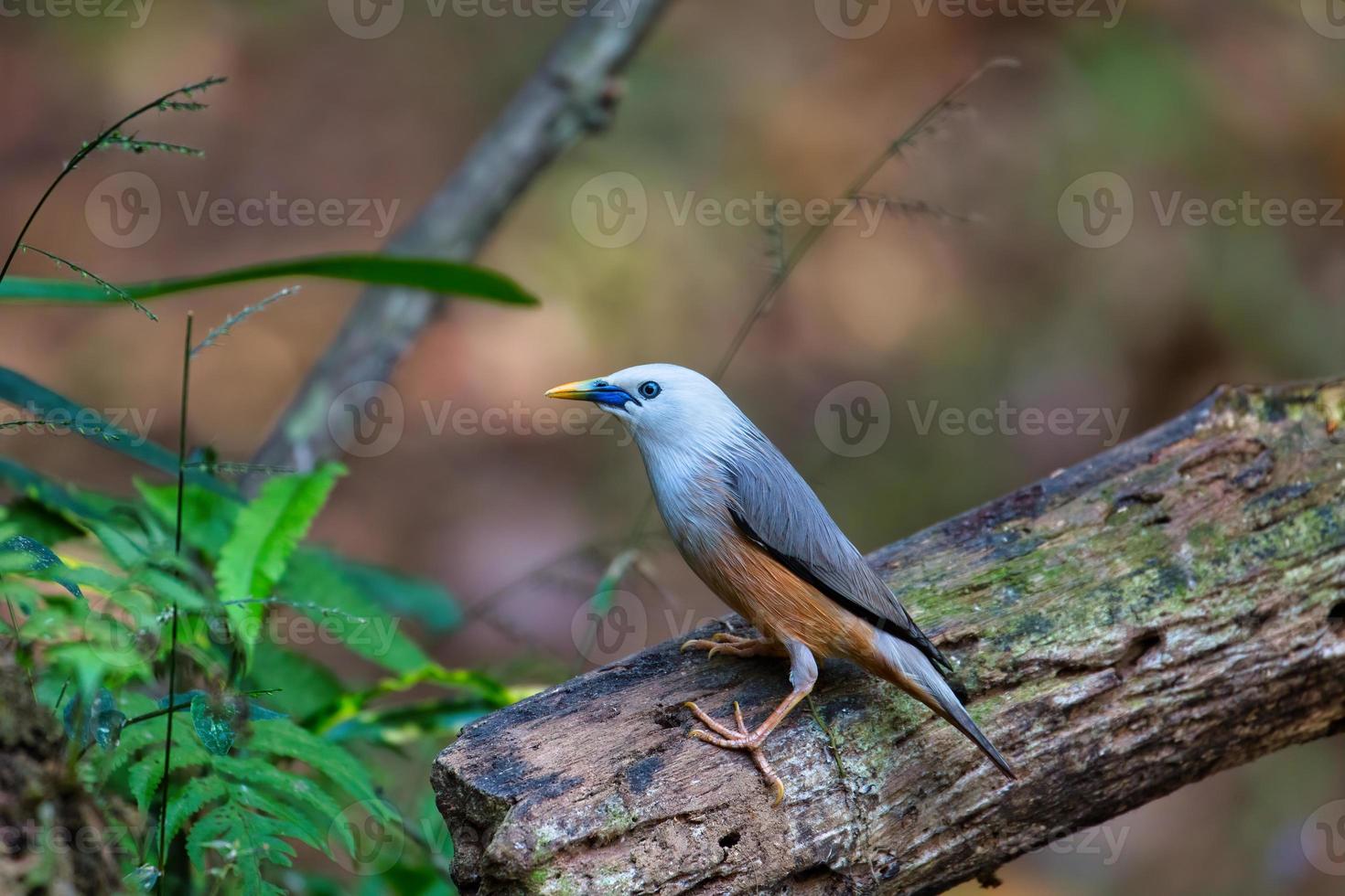 Blyths Starling perched on a log photo