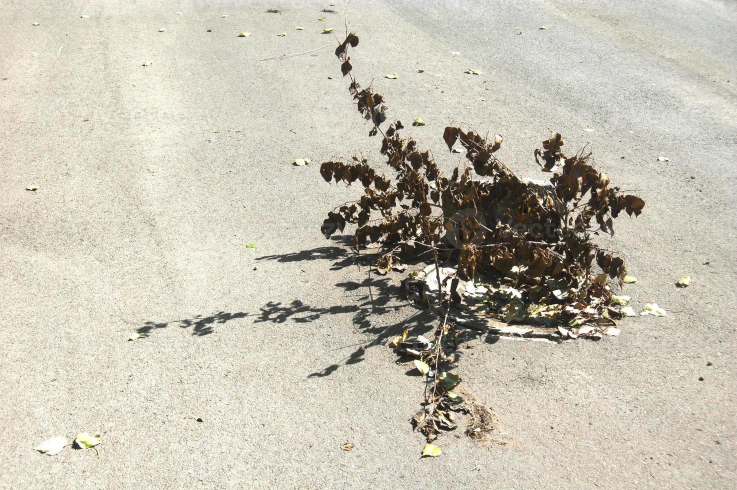 Dry tree branch in a hole photo