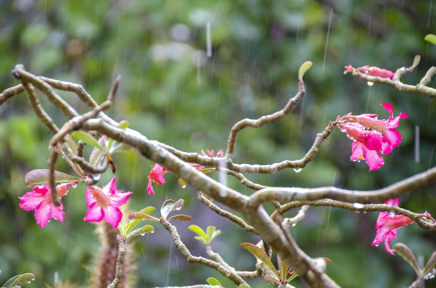 flor morada bajo la lluvia foto