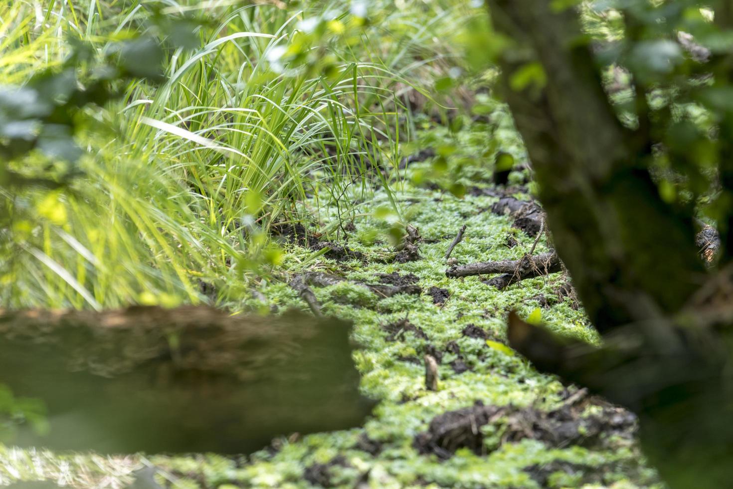 Paisaje de bosque de pantano alemán con hierba de helecho y árboles de hoja caduca en verano como fondo foto