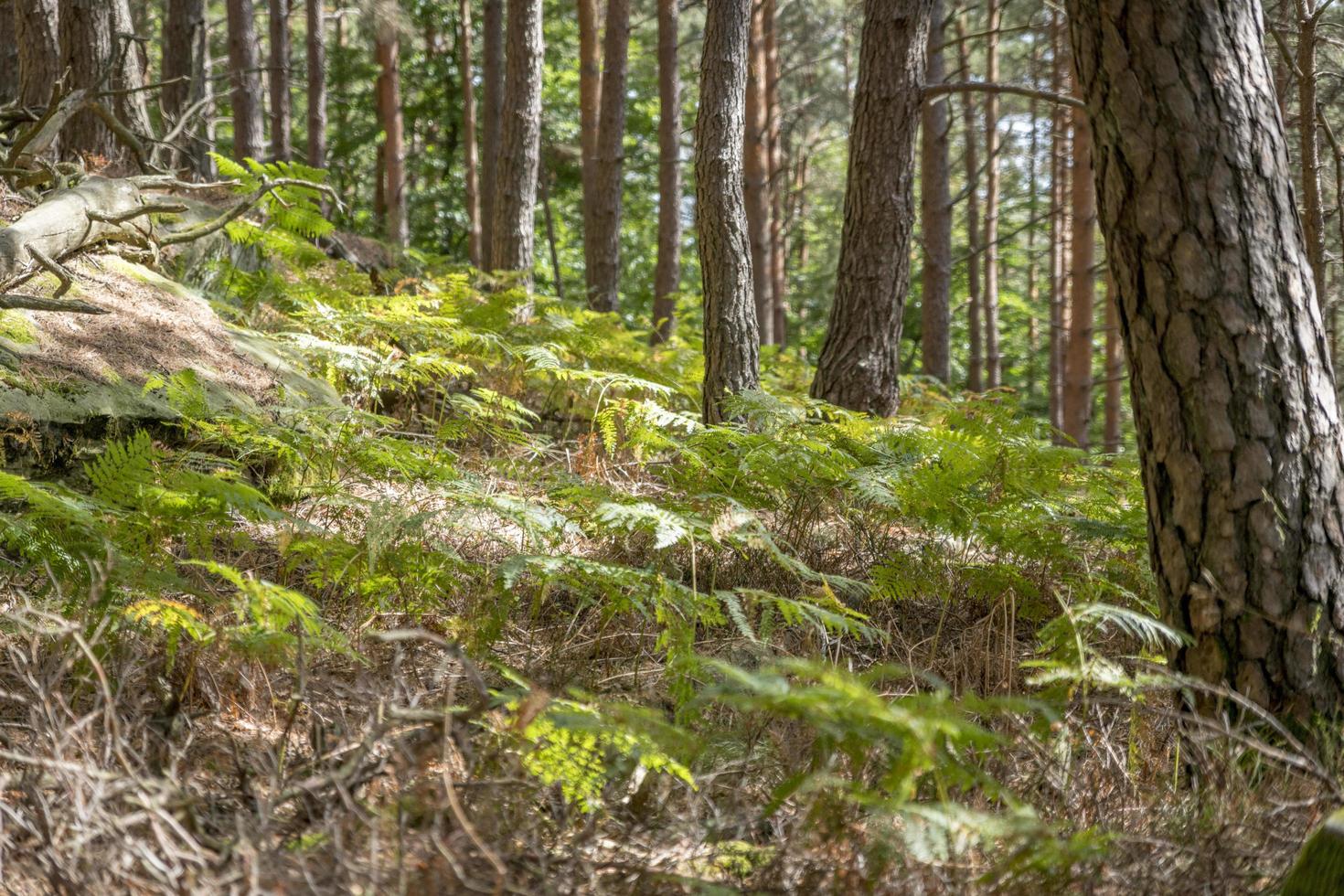 Wooded mountain slope with pines ferns and blurred areas photo