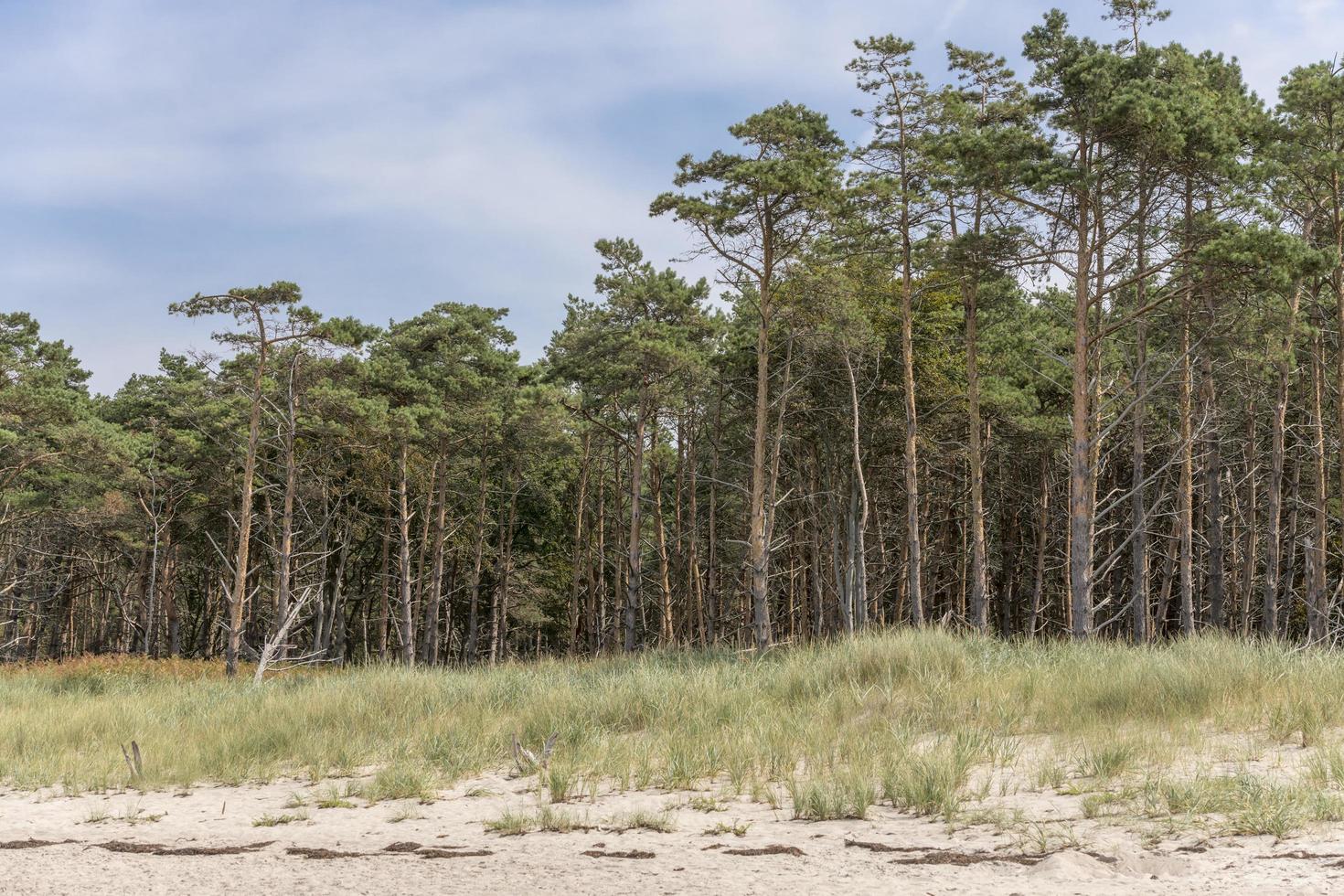 Bosque de pinos en la costa báltica alemana con dunas y arena foto