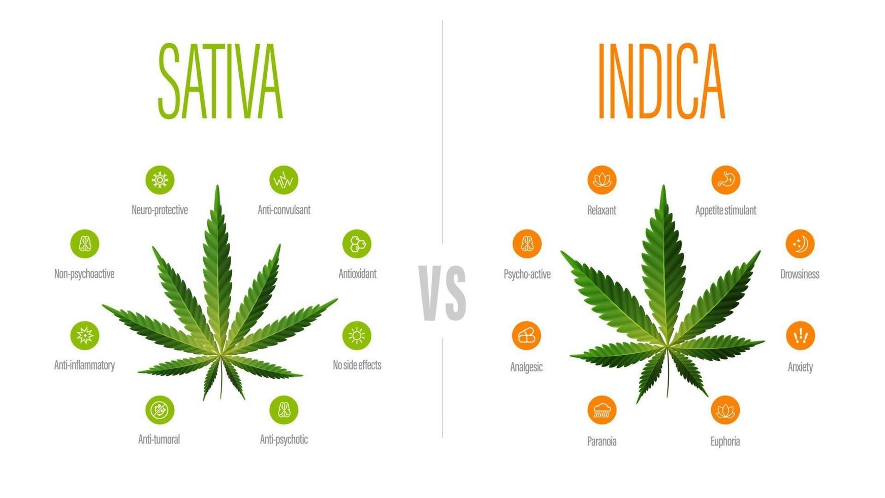 Póster informativo blanco sativa vs índica con diferencia de índica y sativa vector