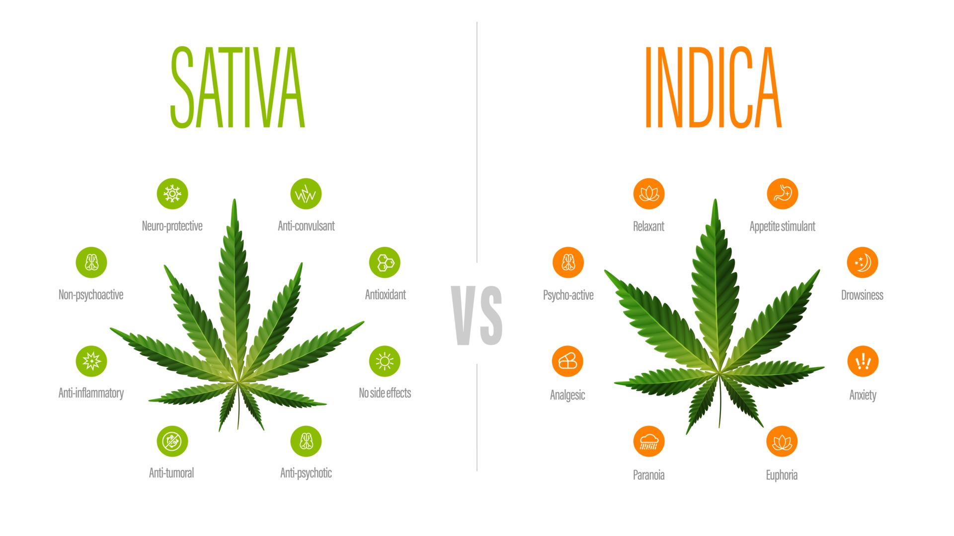 Póster informativo blanco sativa vs índica con diferencia de índica y sativa 2459241 Vector en Póster informativo blanco sativa vs índica con diferencia de índica y sativa 2459241 Vector en