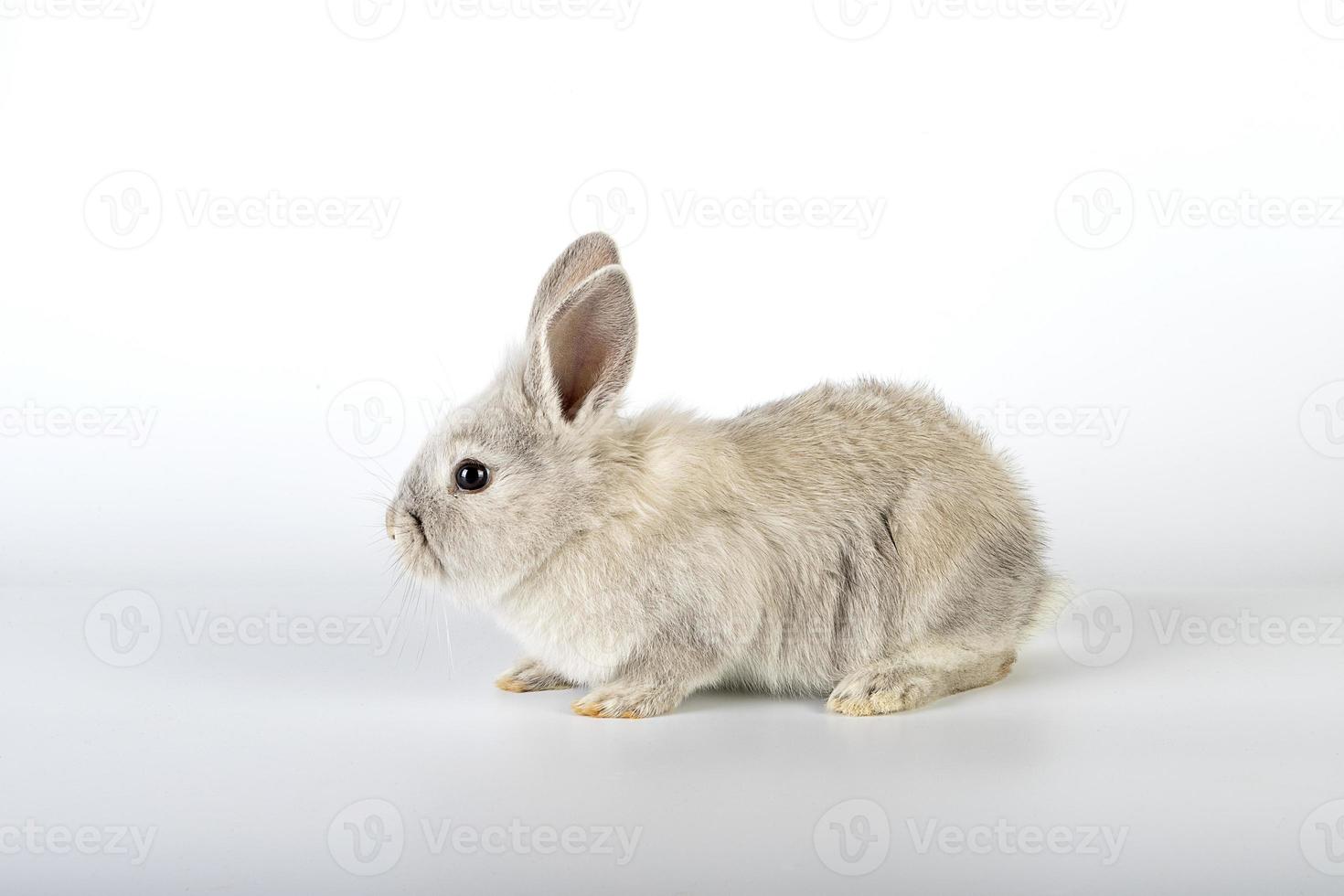 pequeño y dulce conejo de pascua foto