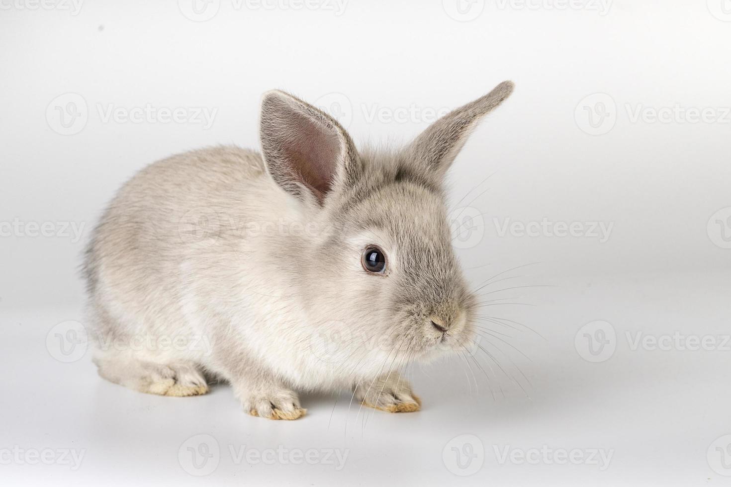 pequeño y dulce conejo de pascua foto