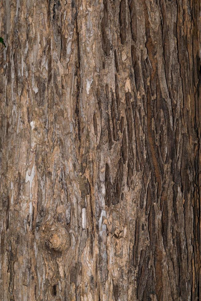 wooden textured of a tree photo