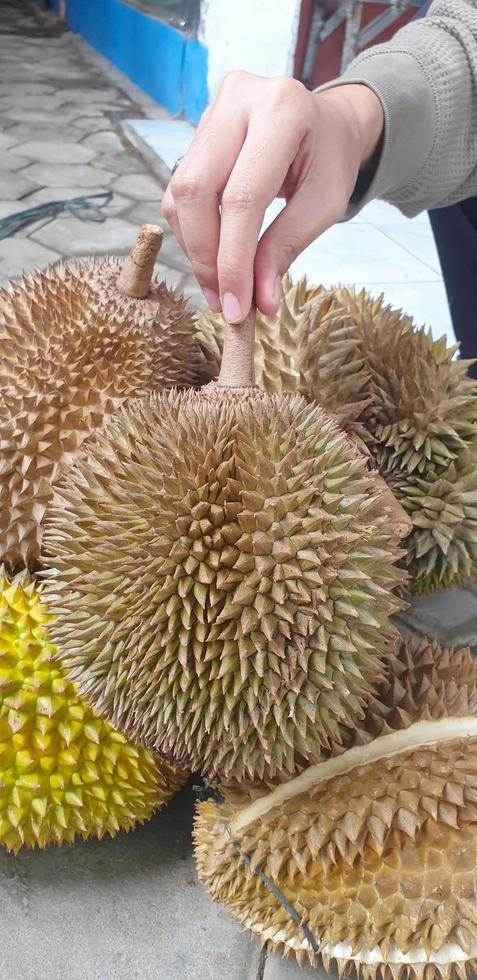 Fresh durian fruit photo