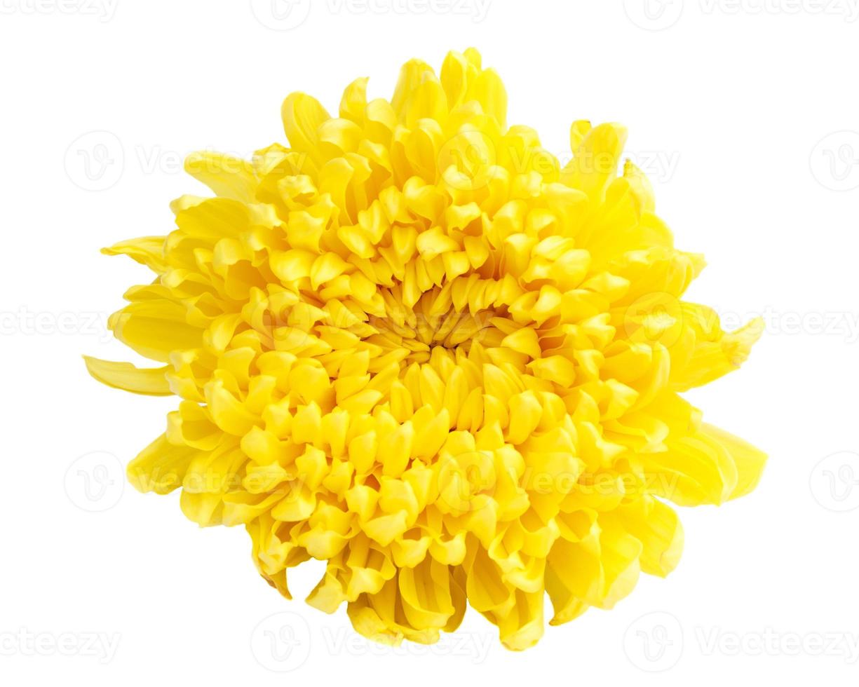 crisantemo de color amarillo foto