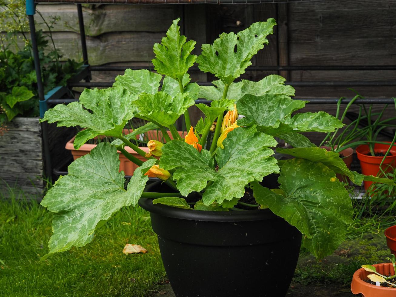 Courgette Midnight plant growing in a black plastic container photo