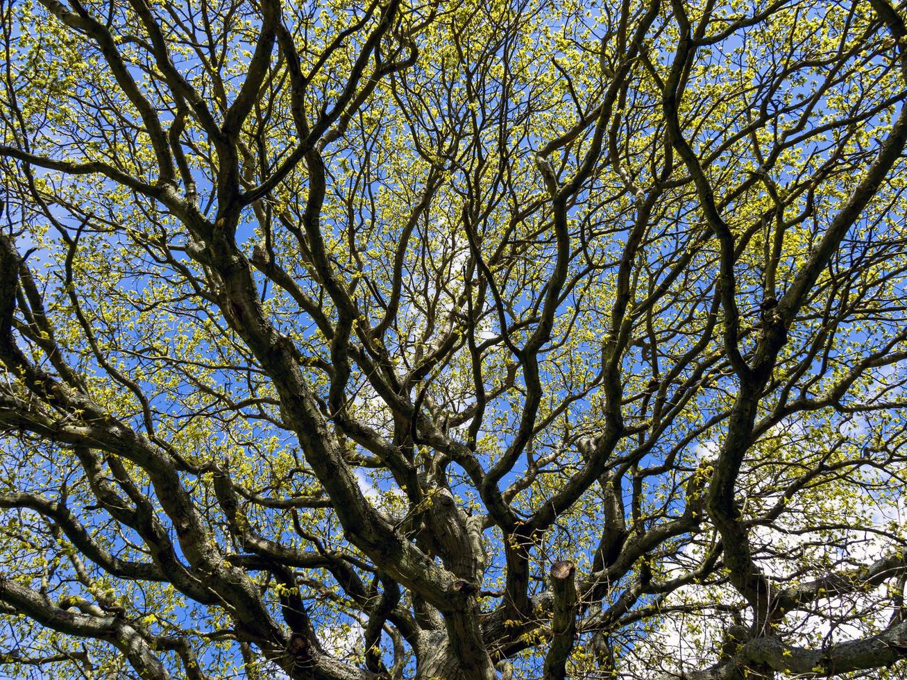 Oak tree branches with new spring leaves and a blue sky photo