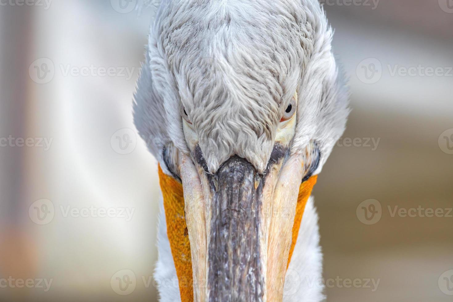 Dalmatian pelican in Kerkini Lake in northern Greece photo