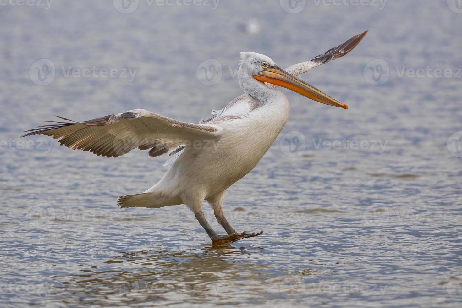 Dalmatian pelican in Kerkini Lake in northern Greece photo