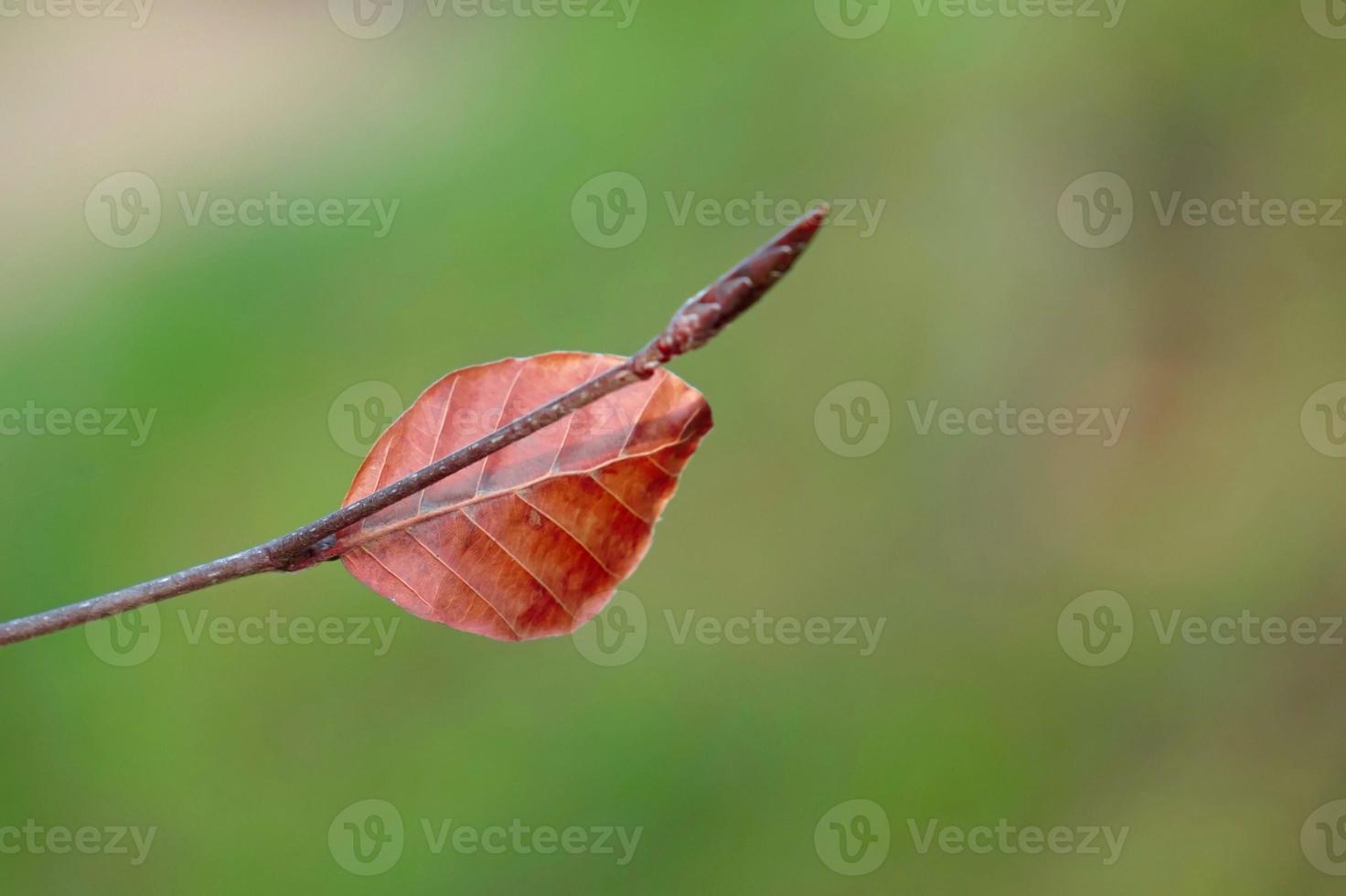 hoja de árbol marrón en la temporada de otoño foto