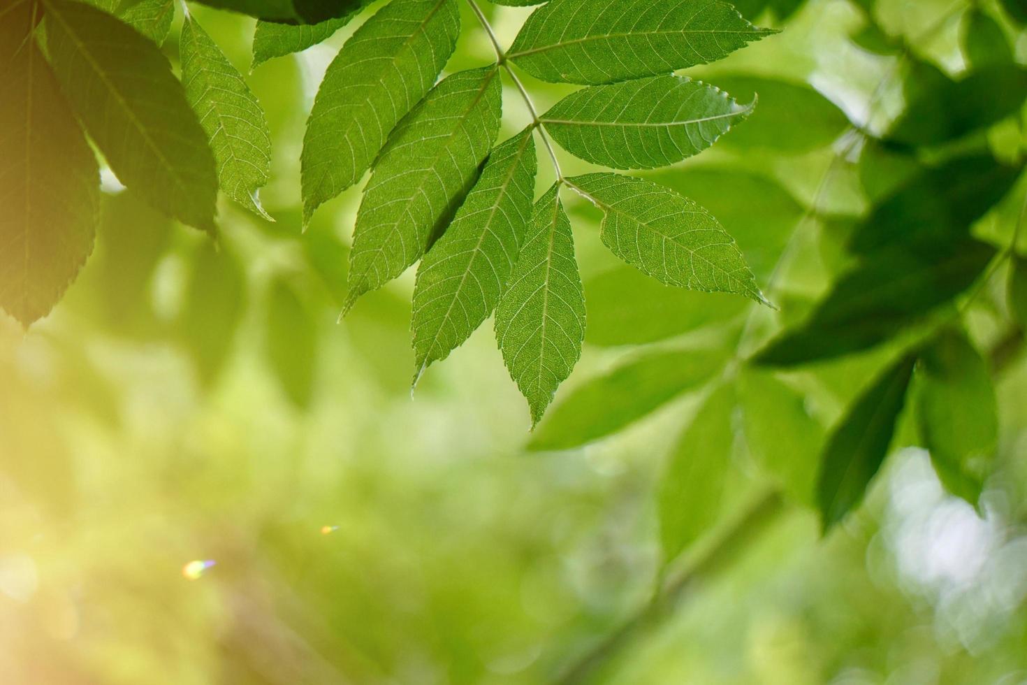 hojas de los árboles verdes en la temporada de primavera foto