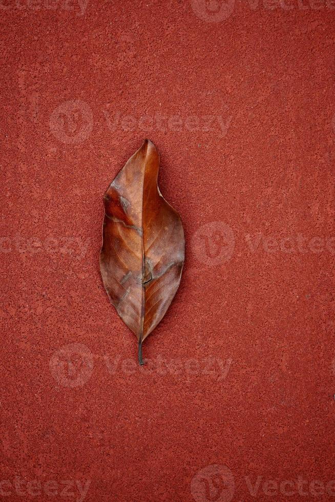 hoja de árbol marrón en la temporada de otoño foto