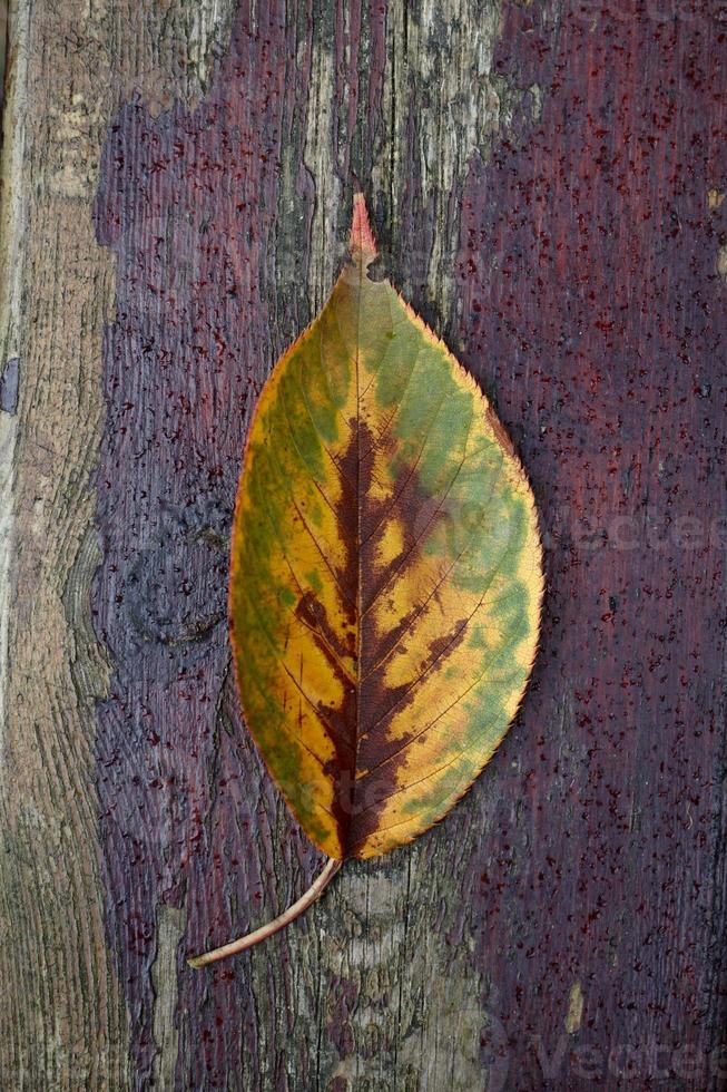hoja de árbol amarilla en temporada de otoño foto