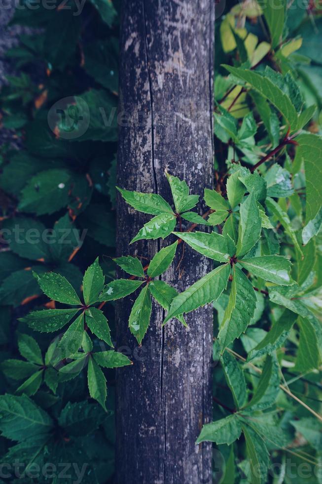 hojas de plantas verdes en la naturaleza foto