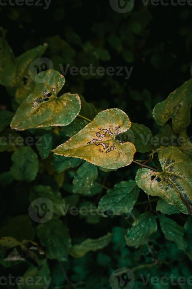 hojas de plantas verdes en la naturaleza foto