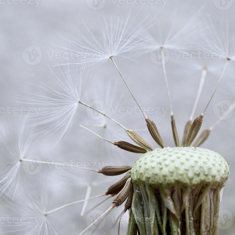 romantic dandelion flower in springtime photo