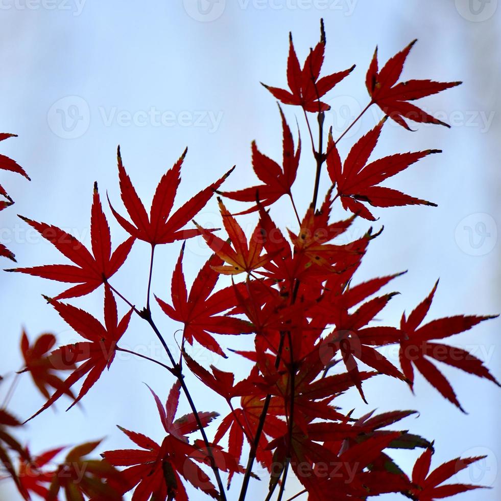 red tree leaves in autumn season photo