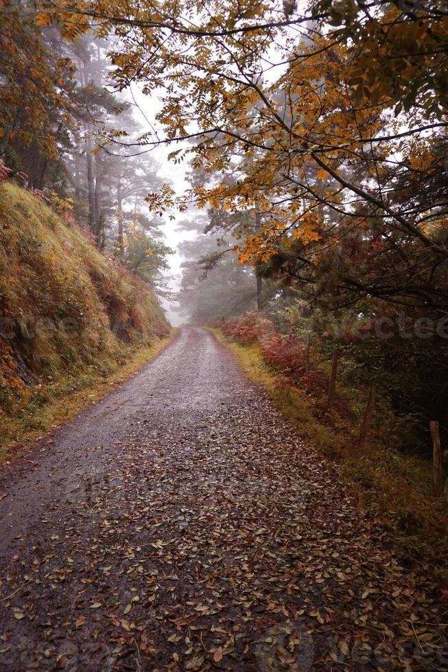 road with brown trees in the mountain in autumn season photo