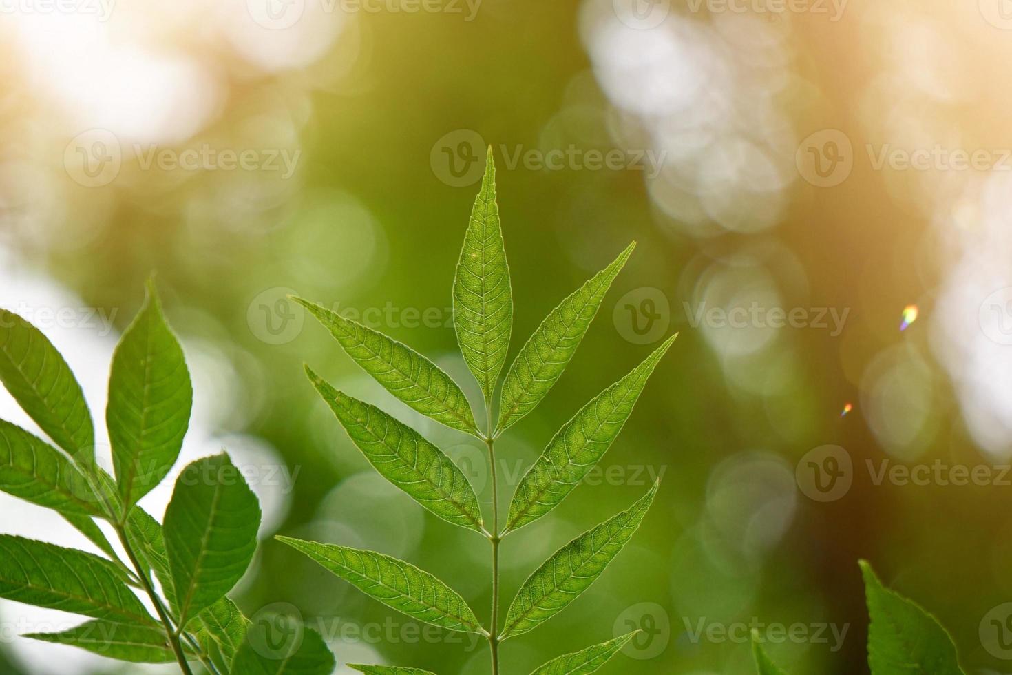 hojas de los árboles verdes en primavera foto