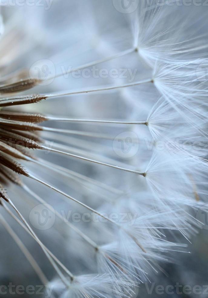 romantic dandelion flower in springtime photo