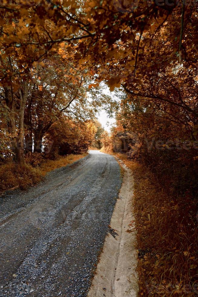 camino con árboles marrones en la montaña en la temporada de otoño foto