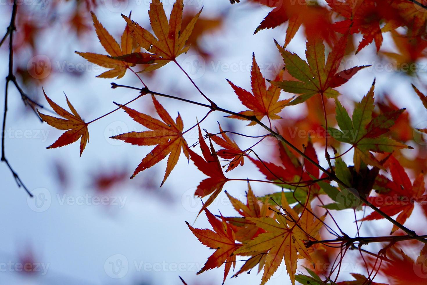 red tree leaves in autumn season photo