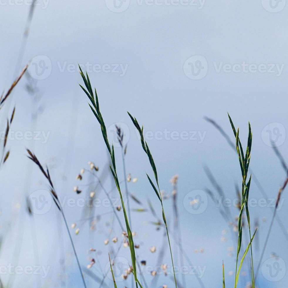 plantas en la naturaleza en primavera. foto