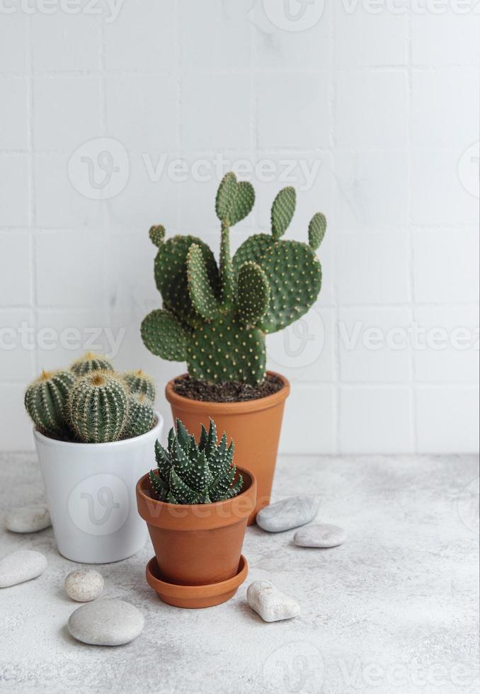 Cactuses and succulent plant in  pots on the table photo