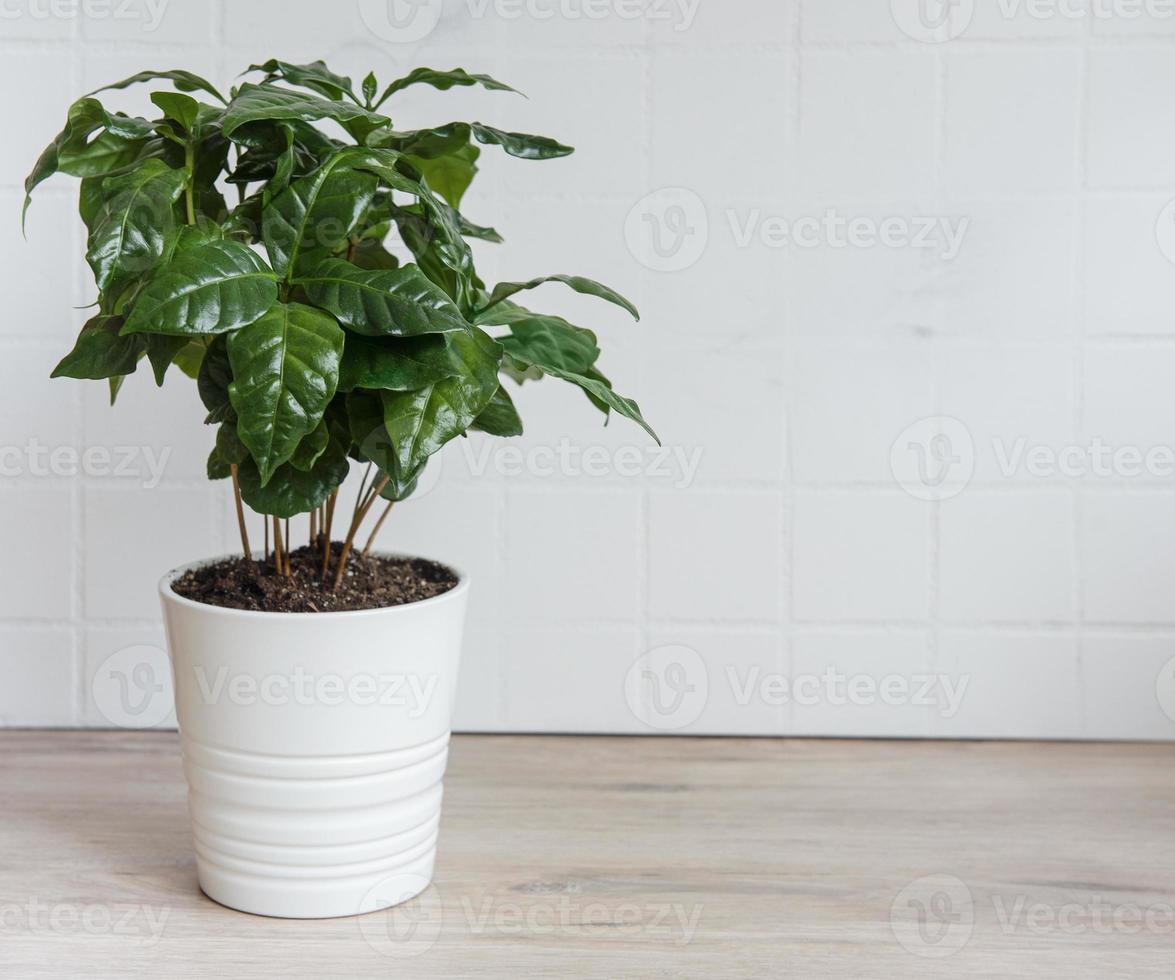 brotes jóvenes de un cafeto plantado en una maceta foto