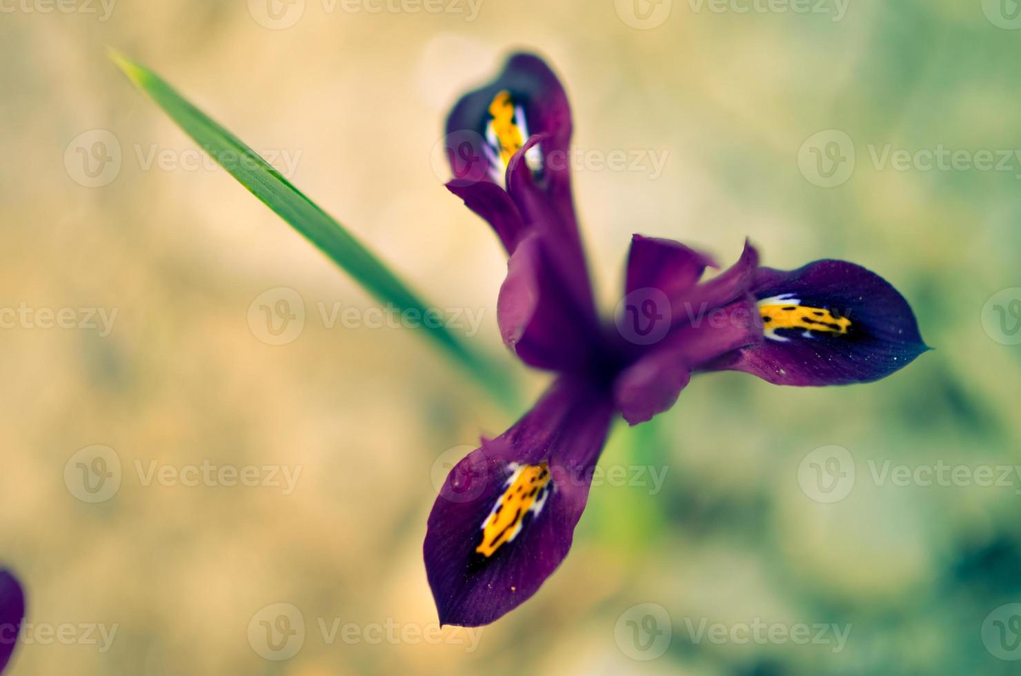 Iris reticulata iridodictyum sobre parterre con poca profundidad de campo. foto