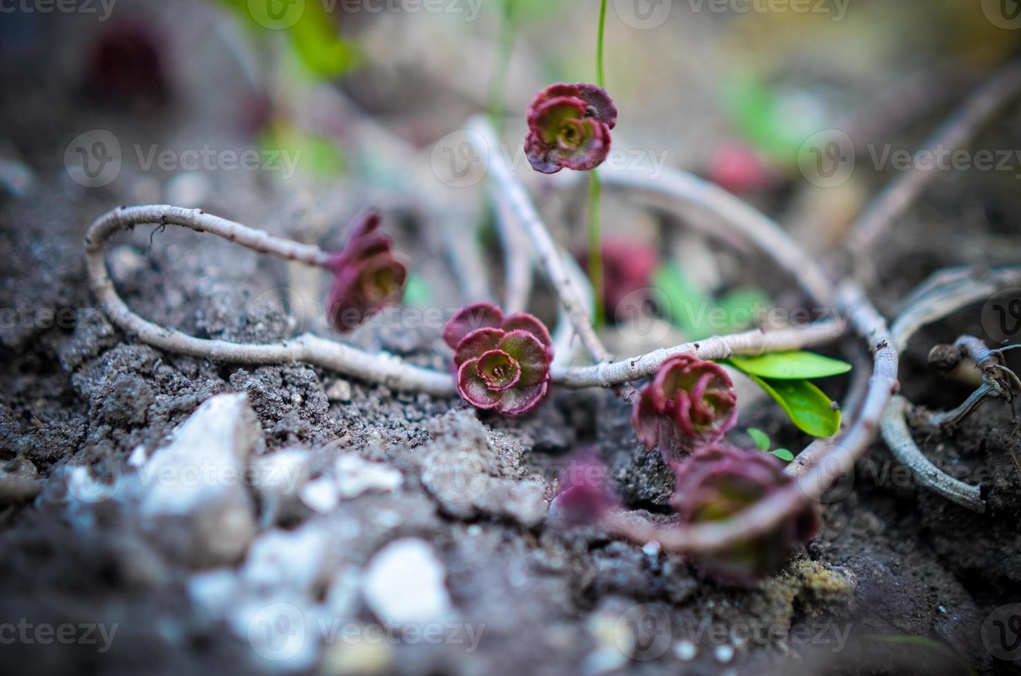 Green and red succulent flower ornament on the basis of saxifrage photo