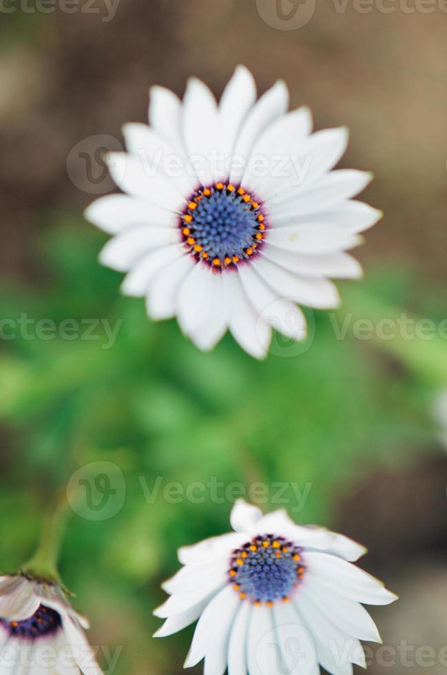 Planta de jardín de gazania en flor blanca y azul foto