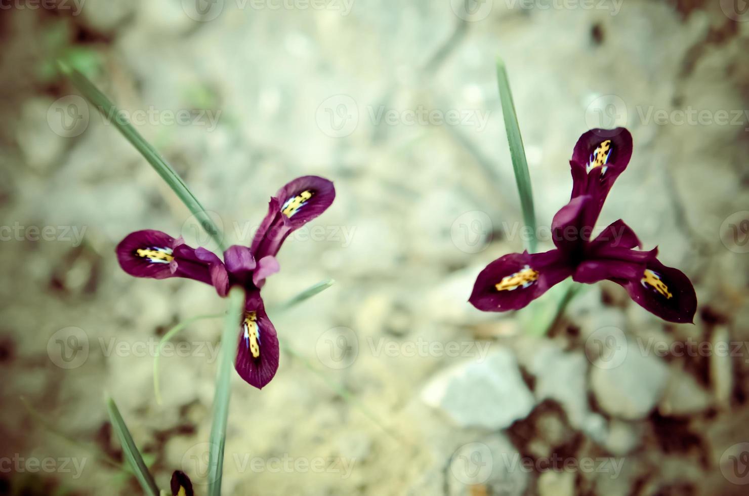Iris reticulata iridodictyum sobre parterre con poca profundidad de campo. foto