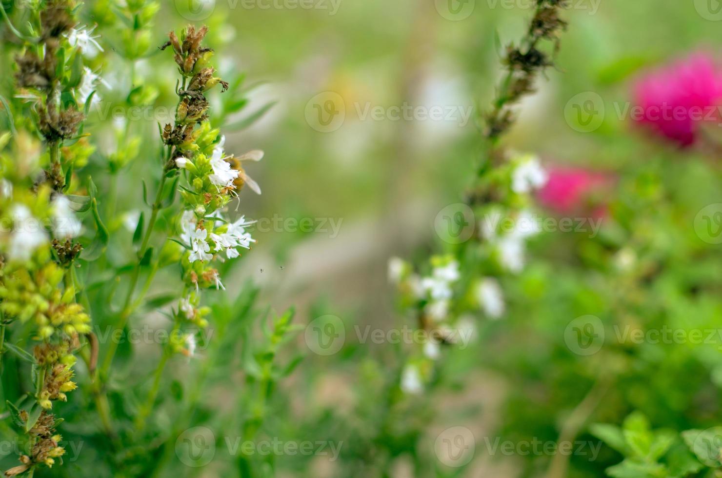 Thymus serpyllum blooms in the garden closeup photo