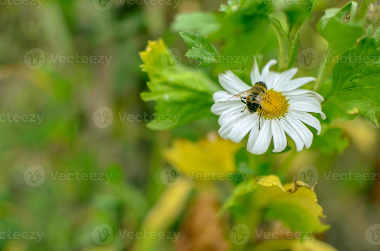 Aster blanco flores manzanilla o margarita en huerto con insectos foto