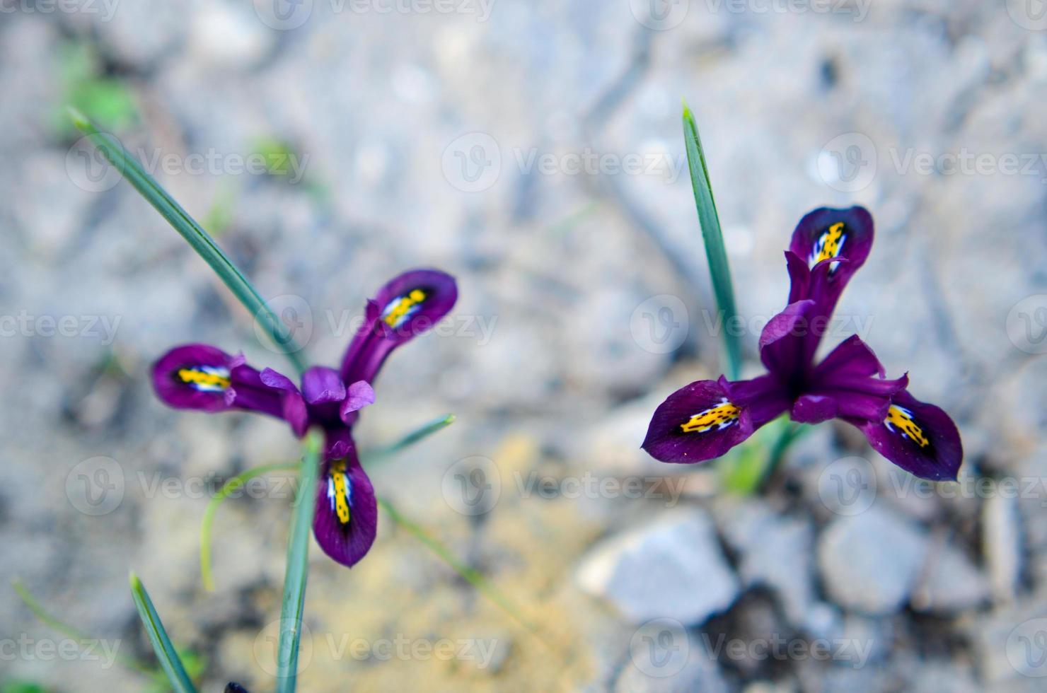 Iris reticulata Iridodictyum on flower bed low depth of field photo
