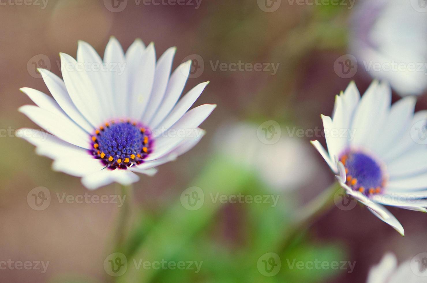 Planta de jardín de gazania en flor blanca y azul foto