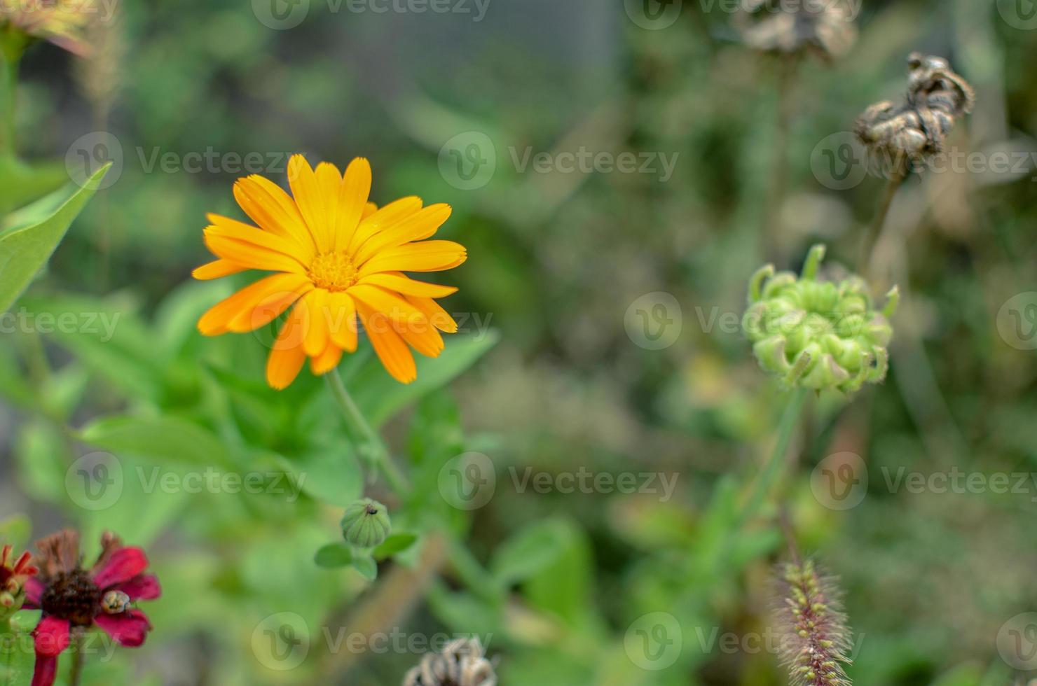 Marigold Calendula officinalis orange flowers on flowerbed photo